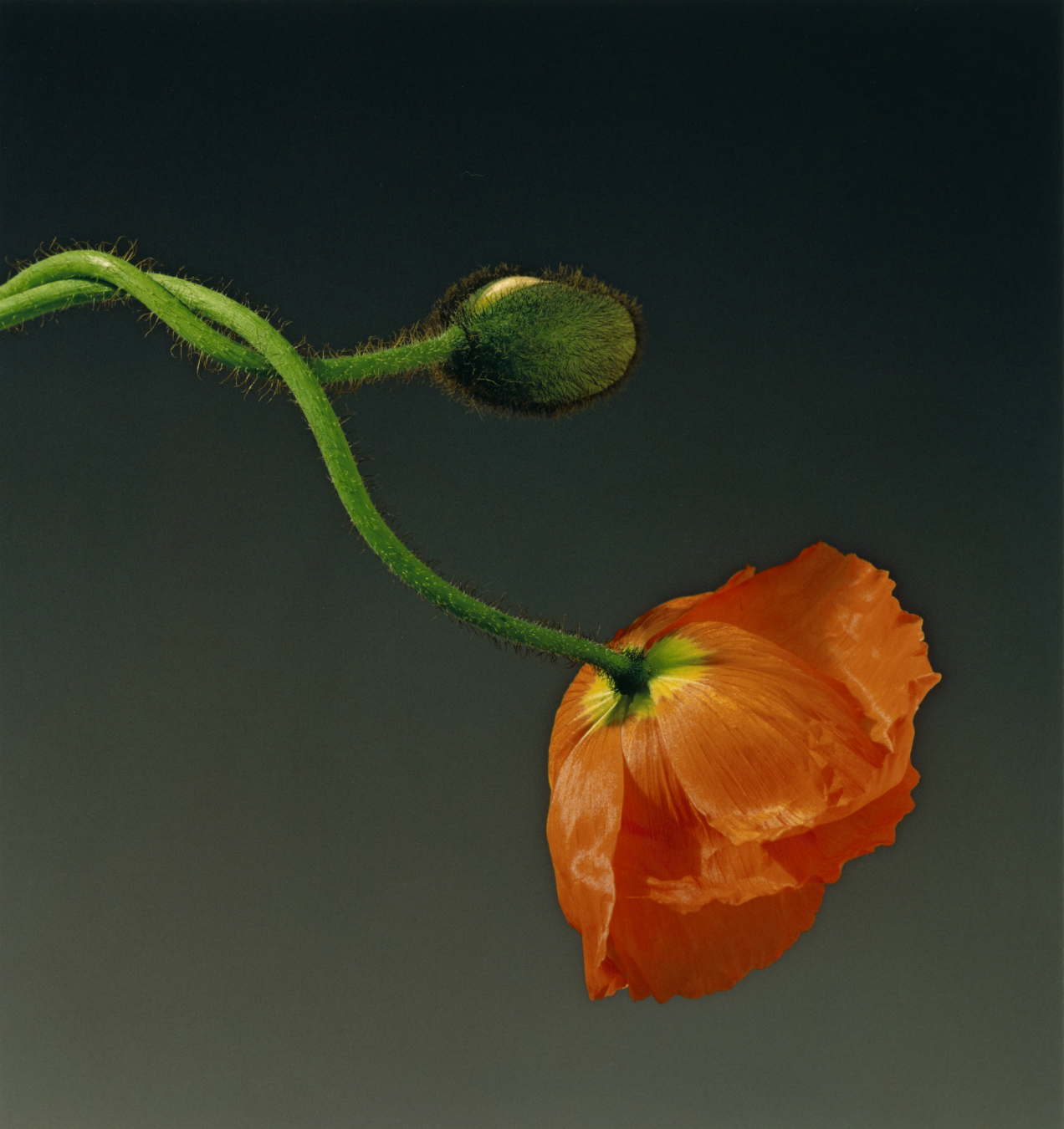 Mapplethorpe Poppy 1988